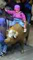 click to enlarge image gold_pig.jpg