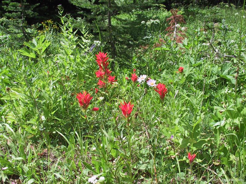 Indian paintbrush on the way down