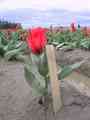 click to enlarge image img_0055.jpg