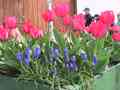 click to enlarge image img_0077.jpg