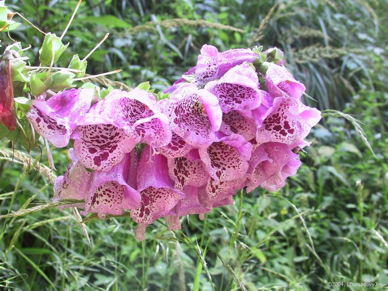 Harebells