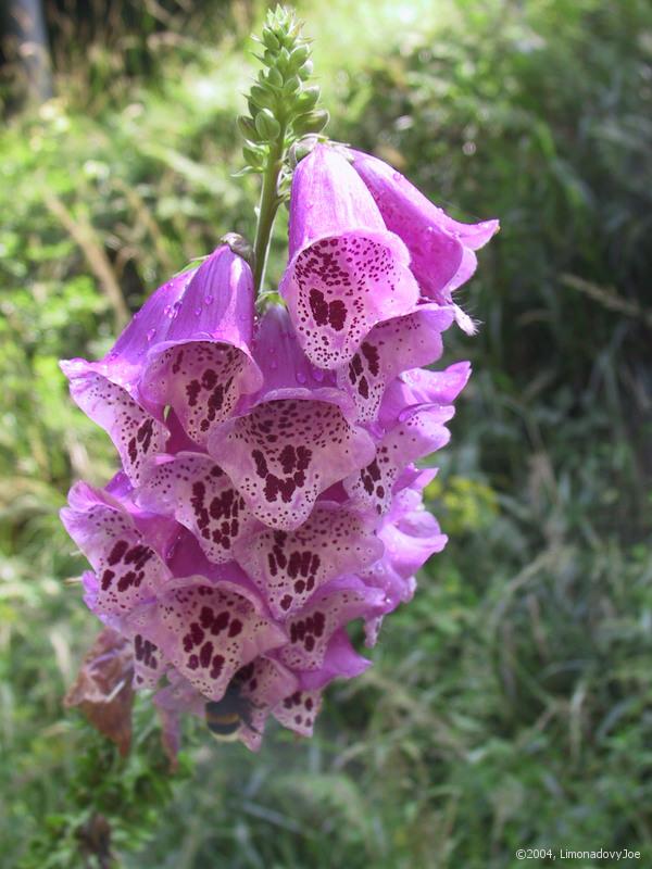 Harebells and humble-bee