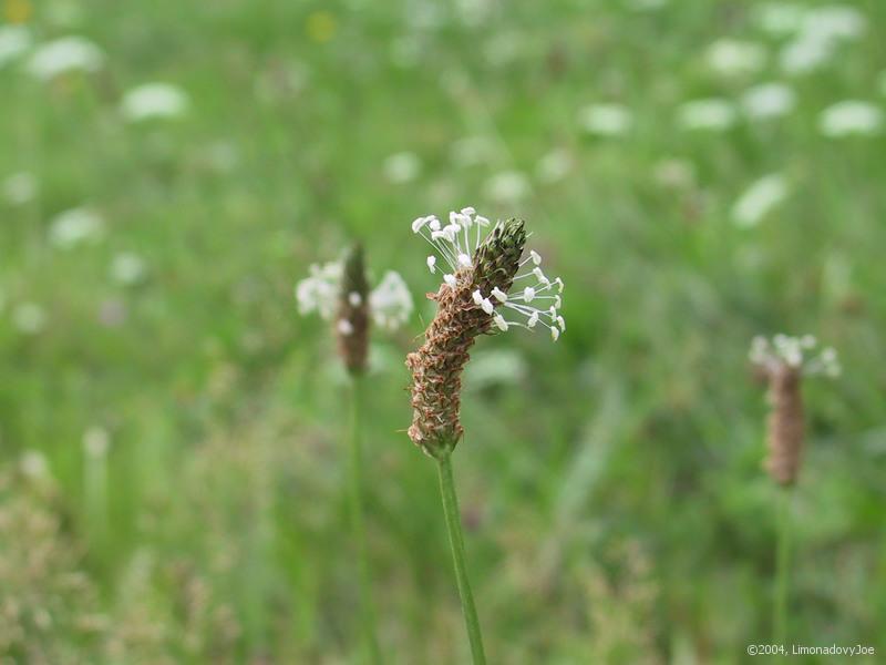 Plantain