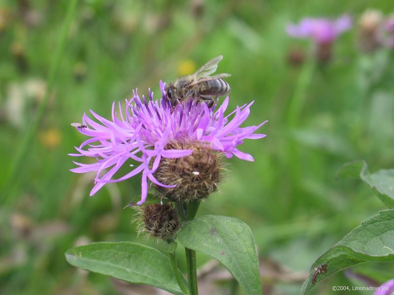 Thorn and bee