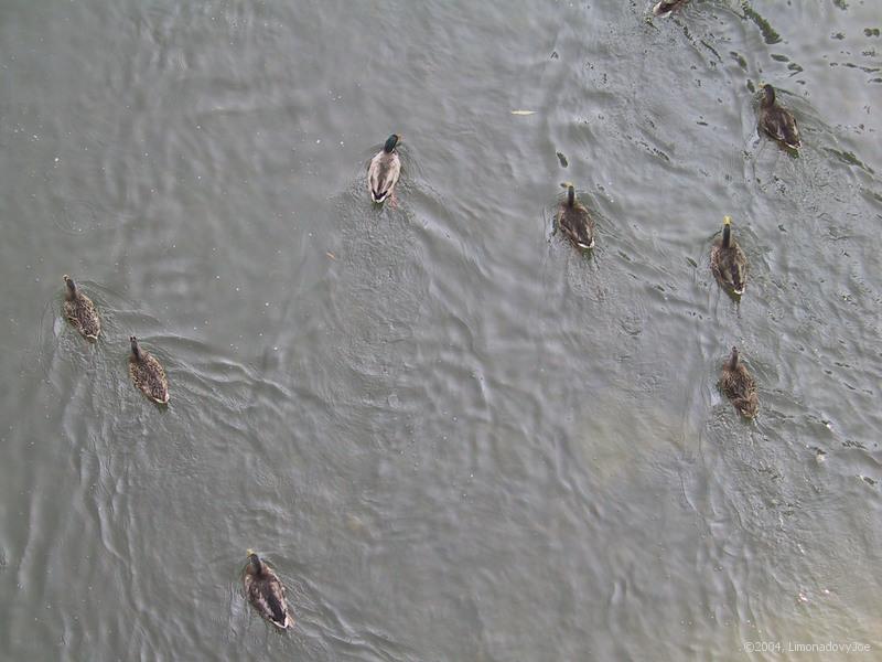 Ducks