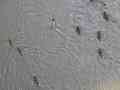 click to enlarge image IMG_0839.JPG