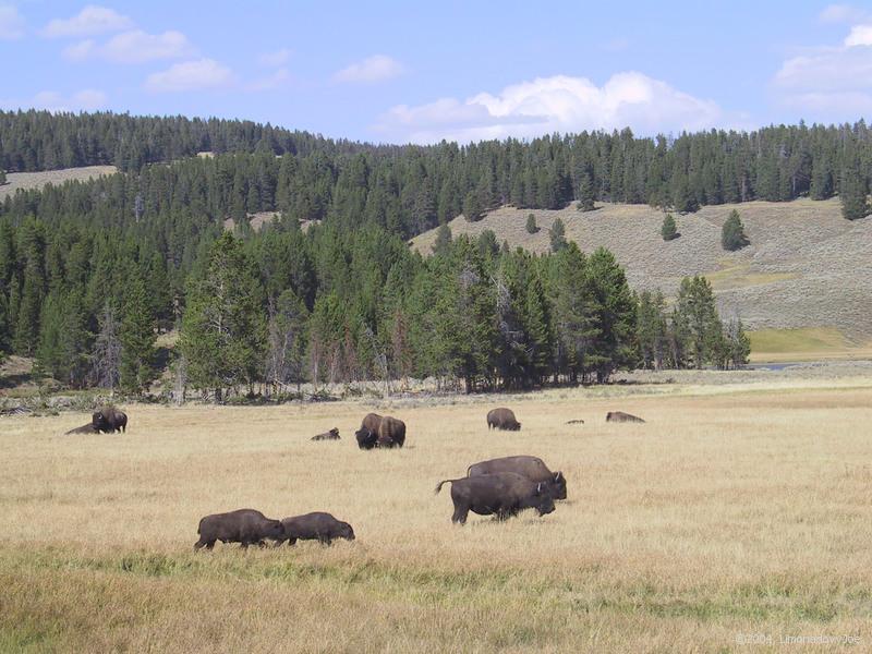 Buffalo ... lazy cows