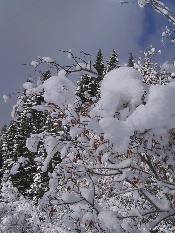 Let It snow, let It snow