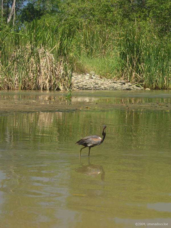 Tiger Heron?