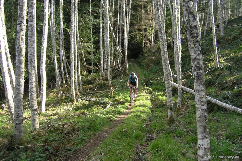 birches