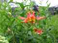 click to enlarge image IMG_0213.JPG