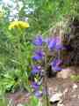 click to enlarge image IMG_0218.JPG