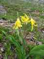 click to enlarge image IMG_0237.JPG
