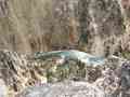 click to enlarge image IMG_0677.JPG