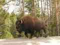Yellowstone 2