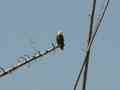 click to enlarge image IMG_0967c.jpg