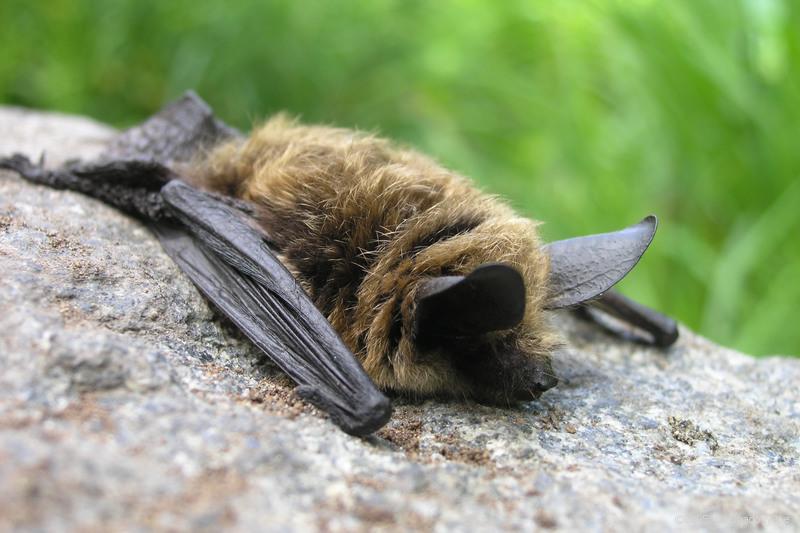 Resting Bat