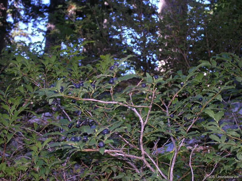 blue blue blueberries