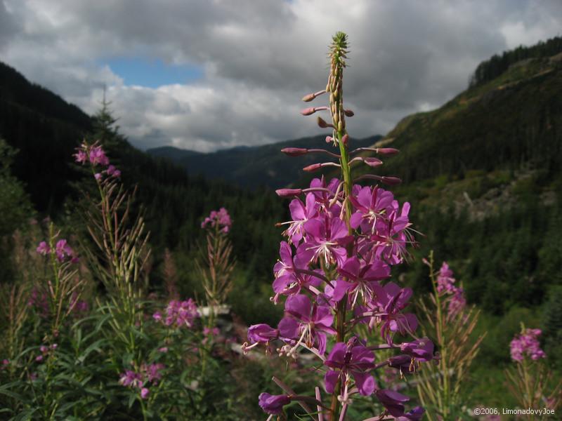 wildflowers