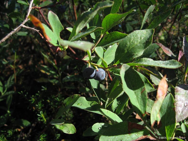 two blueberries